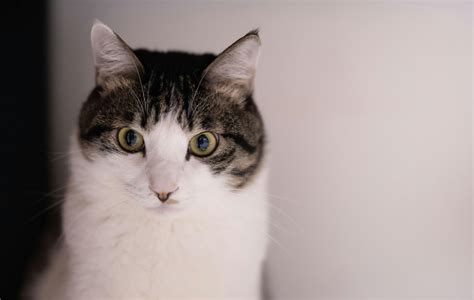 Close-up Photography of White and Black Tabby Cat · Free Stock Photo