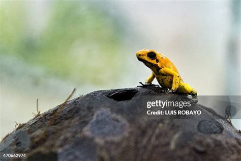 585 Golden Frog Stock Photos, High-Res Pictures, and Images - Getty Images