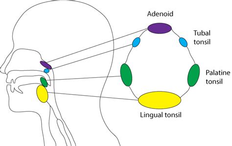 Anatomy of the human tonsil. | Download Scientific Diagram