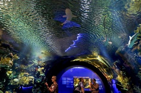 Brooklyn, NY - Storm-ravaged Brooklyn Aquarium Opens Splashy New Shark ...