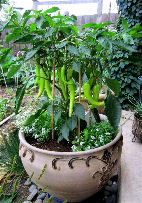 Growing Hot Peppers In Containers | How To Grow Chili Peppers In Pots | Balcony Garden Web