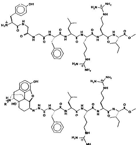 Structural comparison of dynorphin(1-8)OMe (top) and alkaloid-dynorphin... | Download Scientific ...