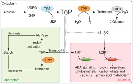 Trehalose biosynthesis and its role in carbohydrate metabolism.... | Download Scientific Diagram