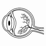Anatomy Of The Human Eye For Coloring Vector Illustration Internal  sketch template
