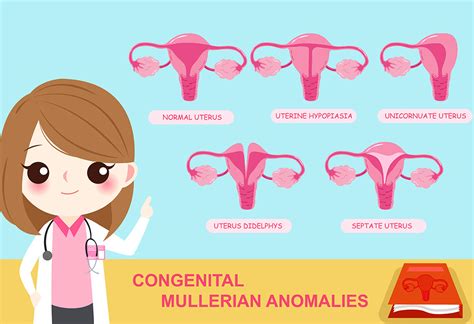 Unicornuate Uterus and Pregnancy - Causes, Symptoms & Treatment