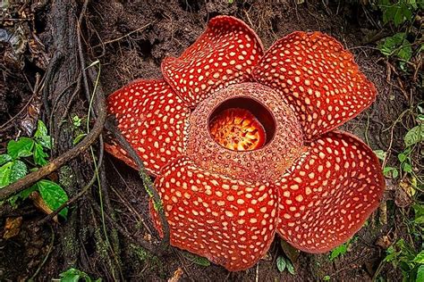 Rafflesia arnoldii - The Largest Flower On Earth - WorldAtlas.com