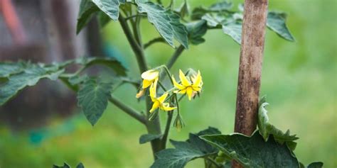 Stages Of Tomato Plant Growth | Life Cycle