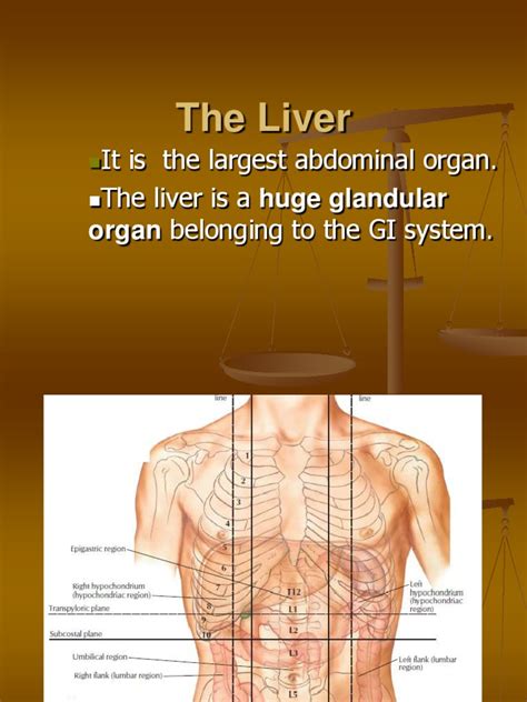 Anatomy of The Liver | PDF