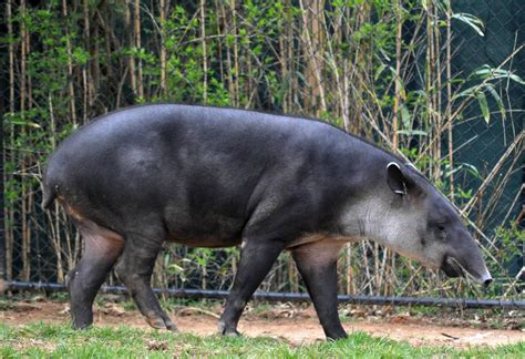 Baird's Tapir Unusual Animals, Rare Animals, Zoo Animals, Dog Pictures, Animal Pictures, Anatomy ...