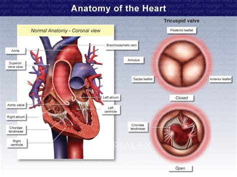 Heart Anatomy with Tricuspid Valve - TrialQuest Inc.