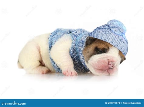 How Much Should English Bulldog Puppies Sleep