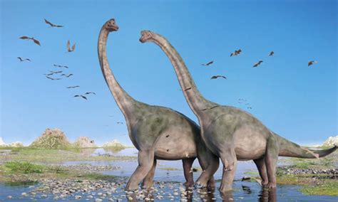 Brachiosaurus - A-Z Animals