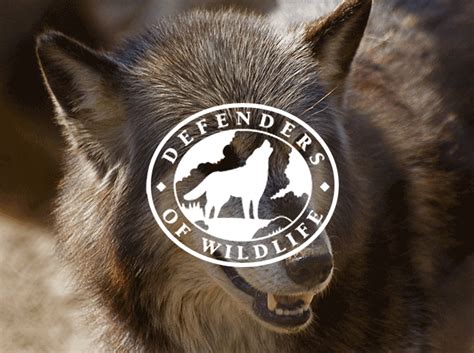 Defenders of Wildlife | Rad Campaign