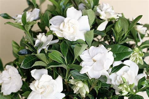 Gardenia: Plant Care & Growing Guide