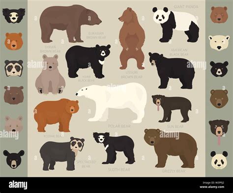 All world bear species in one set. Bears collection. Vector ...