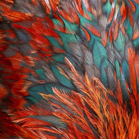 30 x 30 Bird of a Different Feather I | Color textures, Art, Color inspiration