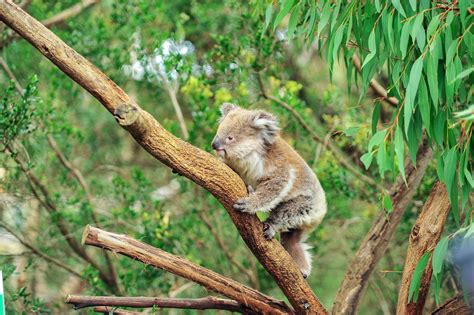 Koalas Are Finally Being Released Back Into Their Natural, 45% OFF