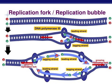 PPT - DNA Replication PowerPoint Presentation, free download - ID:2591641