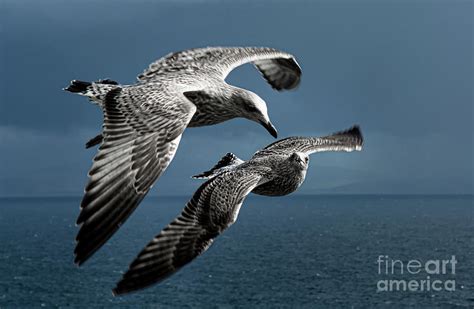 Seagulls Flying Formation Photograph by Andreas Berthold - Fine Art America