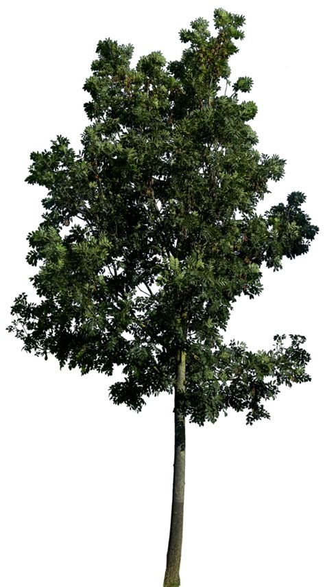 Tree PNG Transparent Images | PNG All