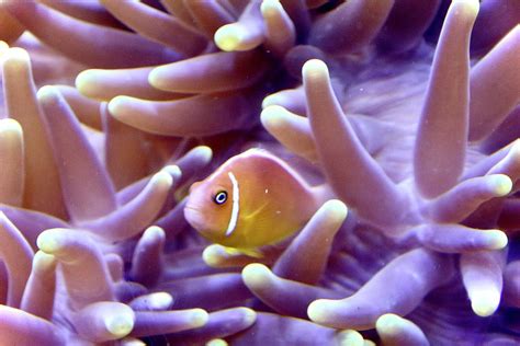 Pink Skunk Clownfish Photograph by Kristian Jensen - Pixels