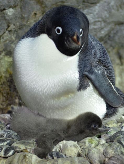 150,000 Antarctica penguins die after iceberg grounded in breeding ...