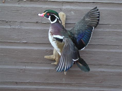 Wood Duck Taxidermy Mounts - Stehling's Taxidermy