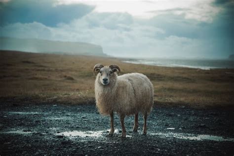 Icelandic Sheep Breed Information, History & Facts - RaisingSheep.net