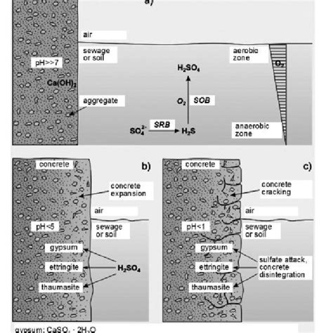 (PDF) Biodeterioration of concrete