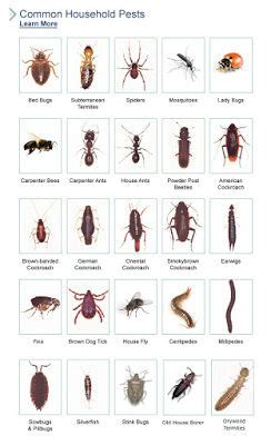 Florida Bugs | Bug identification, Bed bugs, Insect identification