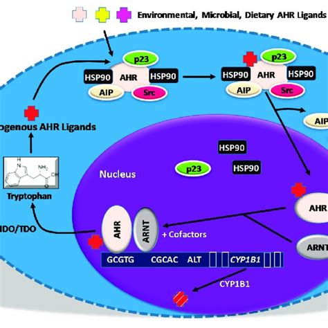 A 644 AHR-driven gene signature correlates with survival in eight human ...