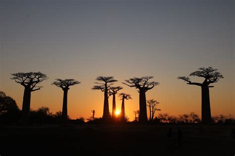 The Avenue of Baobabs: Magical sunsets - Beyonder