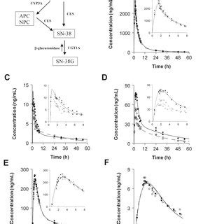 Metabolism of irinotecan Irinotecan is metabolized into its active ...