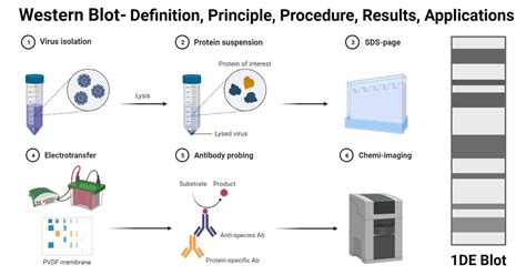 Western Blot Definition Western blot, also known as immunoblotting, is the process of separating ...