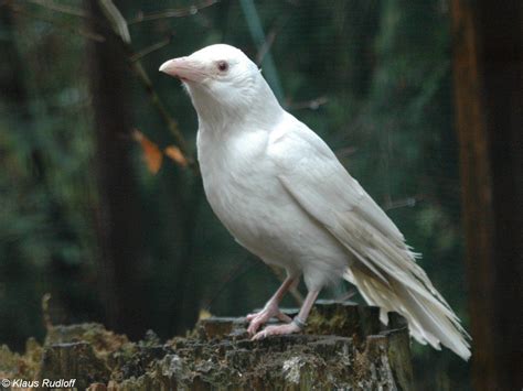 Cuervo blanco | Animales albinos, Animales misticos, Fotos de animales salvajes