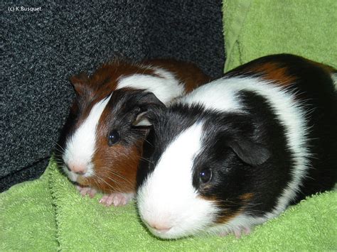 Very Sweet and Cute Animals: Funny Guinea Pig wallpaper for widescreen