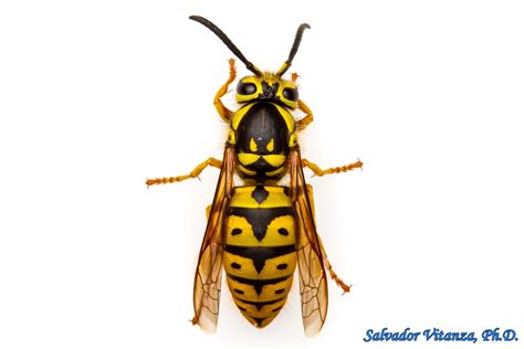 Hymenoptera-Vespidae-Vespula pensylvanica-Western Yellowjacket QUEEN (B) - Urban Programs - El ...