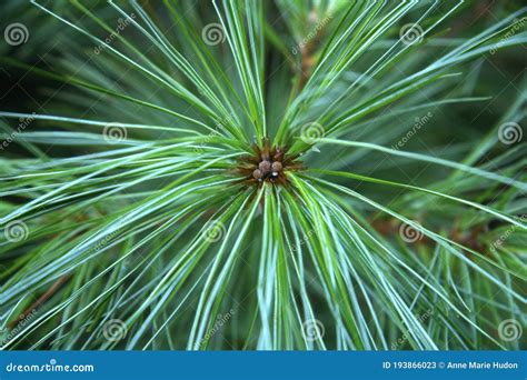 Pine Needles, Evergreen Forest Pine Tree Branch Spruce Close Up ...