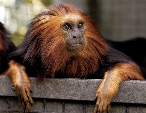 Golden-headed Lion Tamarin