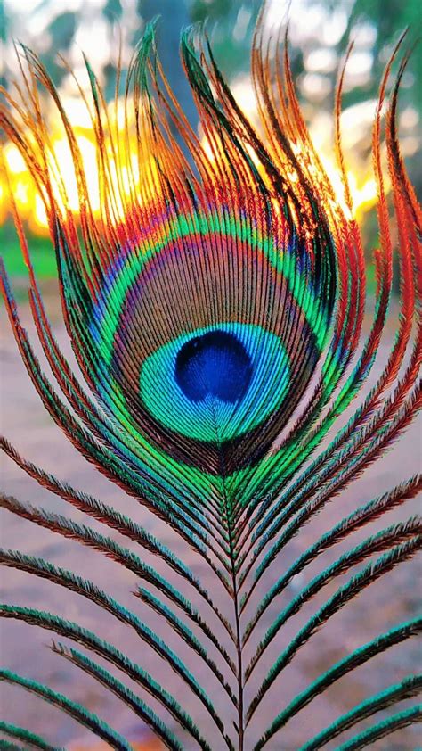 Peacock Feather 1080p Black Krishna Hd Wallpaper - HD Wallpaper