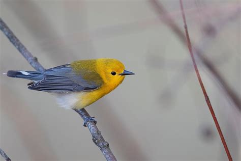 Prothonotary warbler. We spotted this | Free Photo - rawpixel