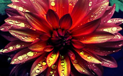 Dahlia Dark Red Flower And Water Drops Seasonal Flowers : Wallpapers13.com