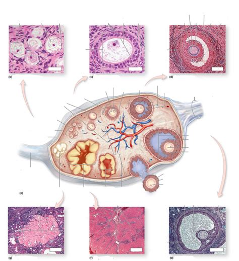 Ovarian Follicle Stages