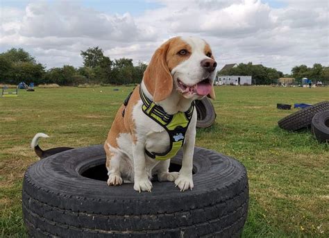 Woof N Wag dog Training field with field for hire - Dog Parks Near Me