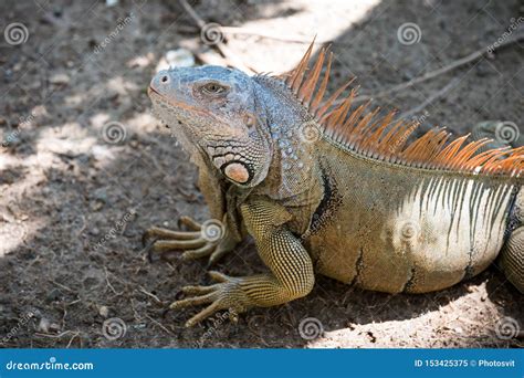 Stunning Nature of Honduras. Tropical Reptile. Lizard Iguana in ...