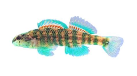 Fishing for Brighteye darter: Fish Species – FishAngler.com