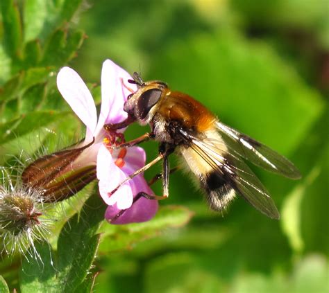 BugBlog: A bright hoverfly