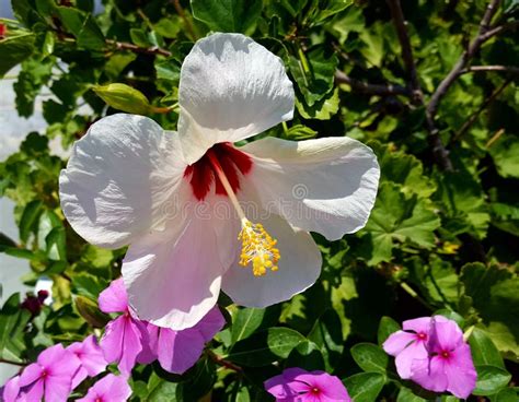 Pink Gumamela Flower stock photo. Image of nature, flora - 177919624