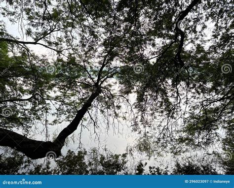 Tree Silhouettes on the Lake Stock Image - Image of trunk, land: 296023097