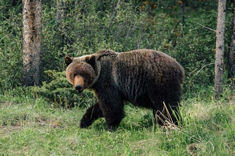 Where to Spot Wildlife in the Canadian Rockies | In A Faraway Land